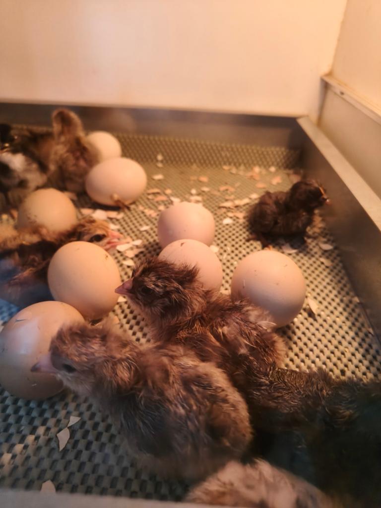 Kuikens leg kip., Dieren en Toebehoren, Pluimvee, Geslacht onbekend, Kip