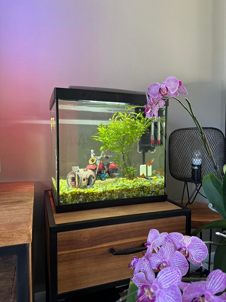 Vissen aquarium met 14 vissen, Vis, Zoetwatervis