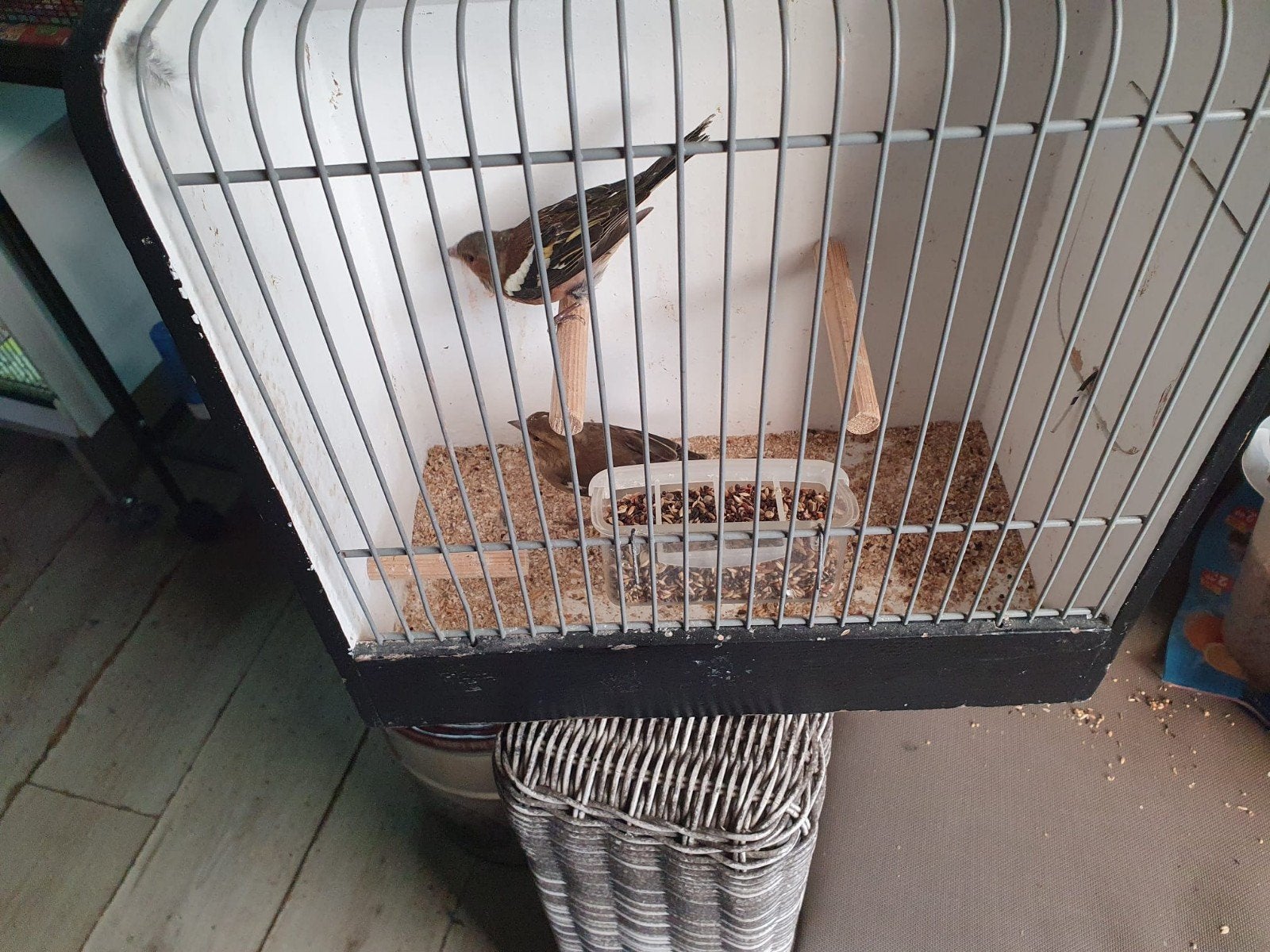 Bot vinken [ boekvinken ] koppel, Meerdere dieren, Wildzangvogel, Geringd