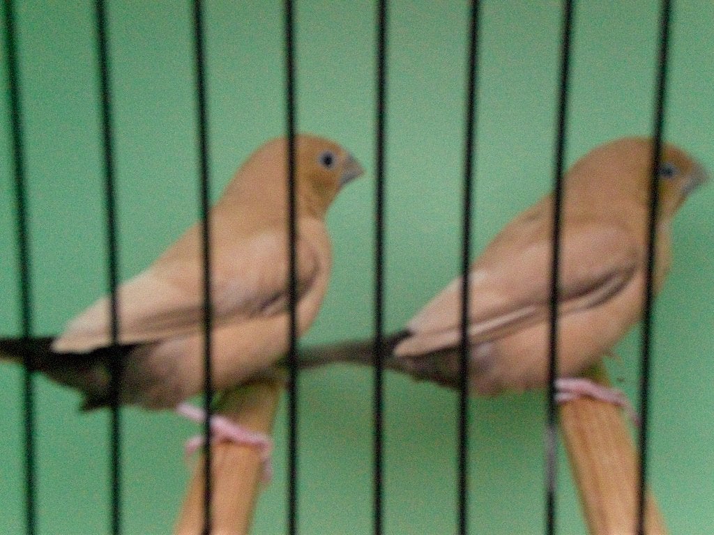 donkerbuikbruine zilverbekjes, Meerdere dieren, Tropenvogel