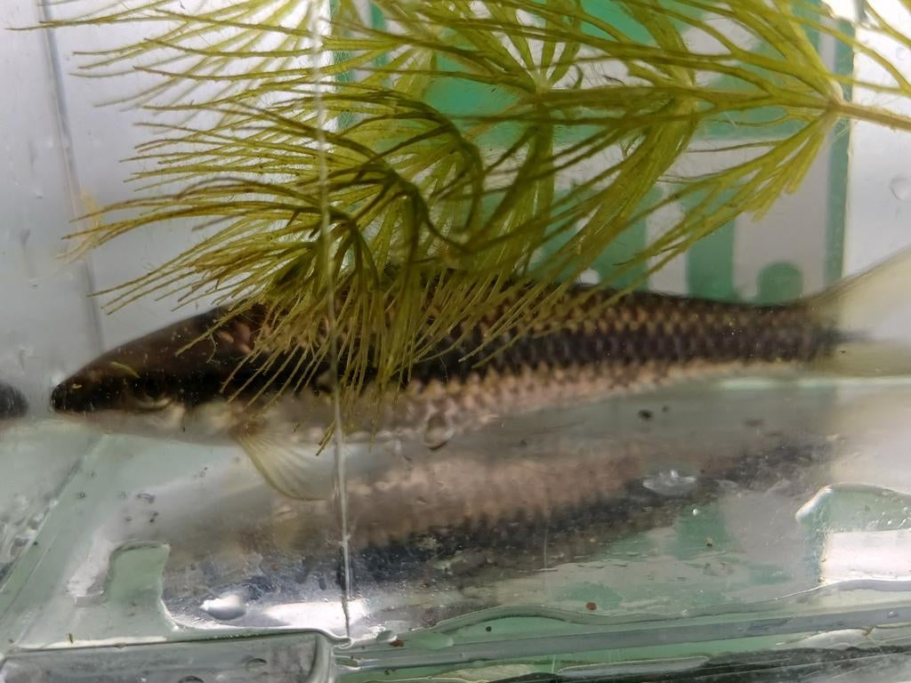Hobbyaquarium Crossocheilus Oblongus / Siamese algeneters XL, Dieren en Toebehoren, Vissen | Aquariumvissen, Vis, Zoetwatervis
