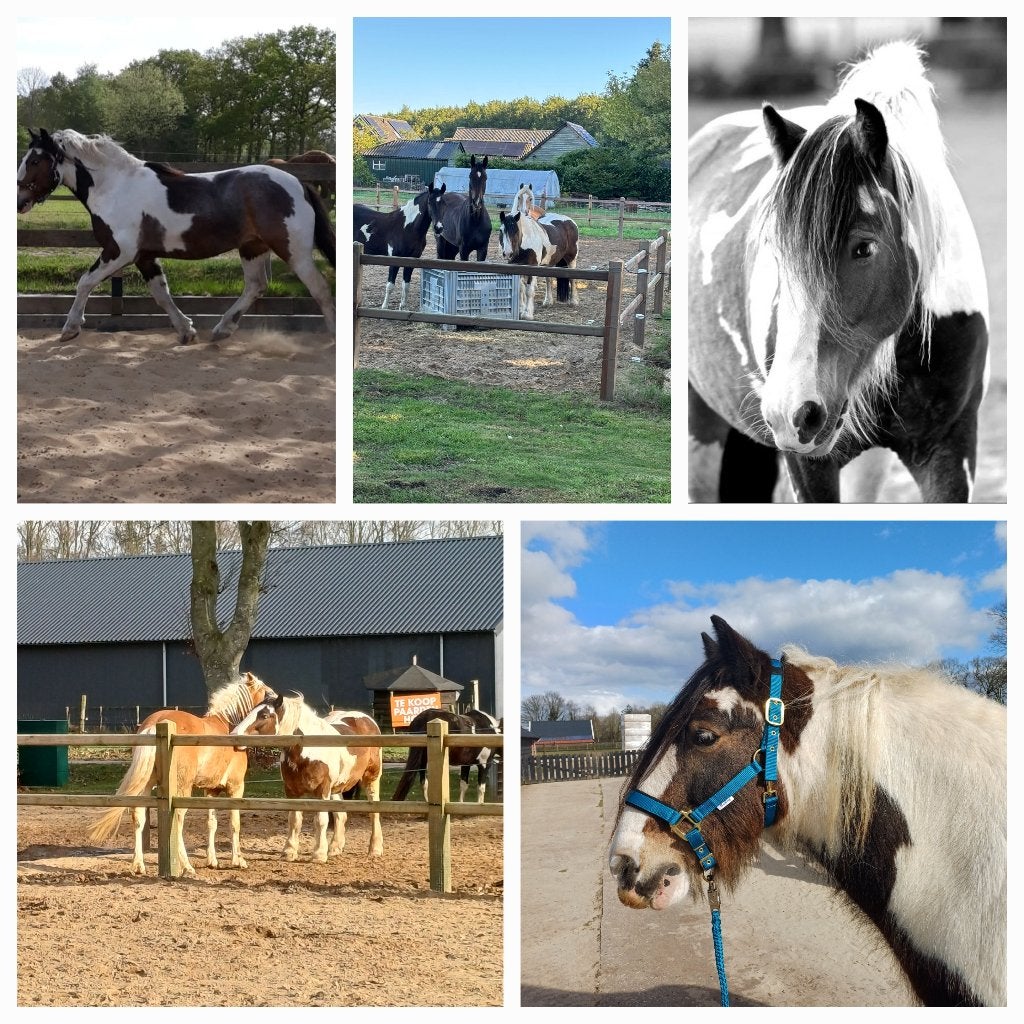 Gezocht pensionstalling, Dieren en Toebehoren, Stalling en Weidegang, 1 paard of pony
