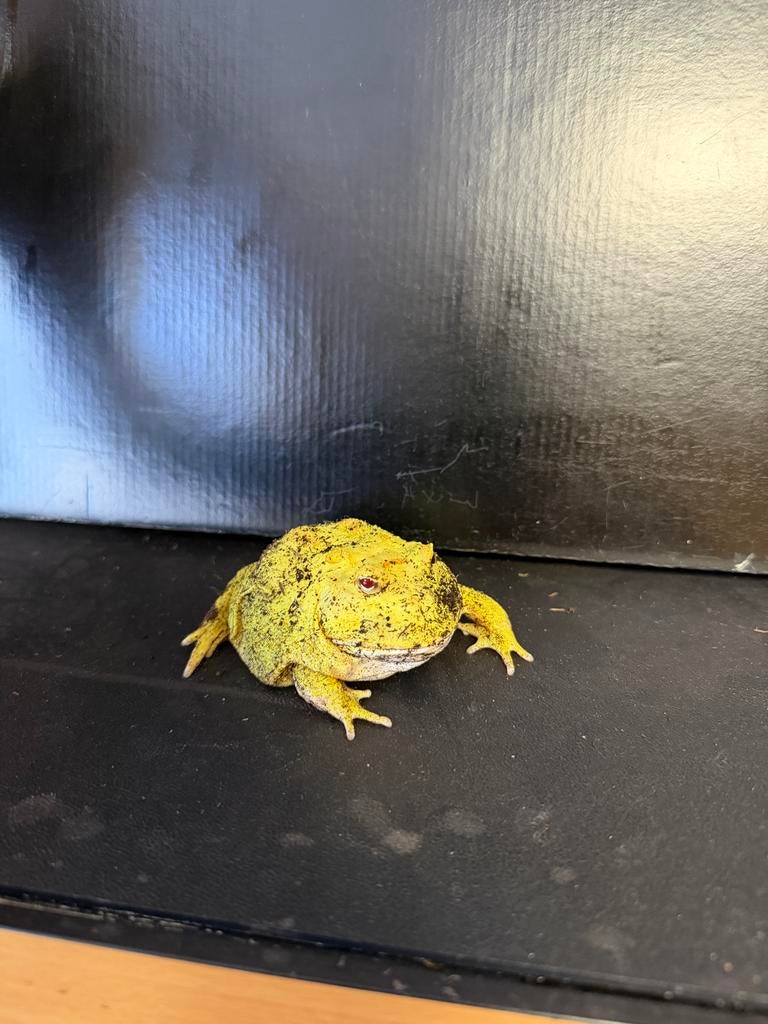 Pacman frog, Dieren en Toebehoren, Slang, 0 tot 2 jaar