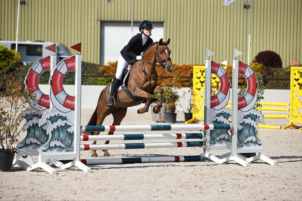 Allround New Forest D-pony Merrie, Merrie, Met stamboom, Springpony, L