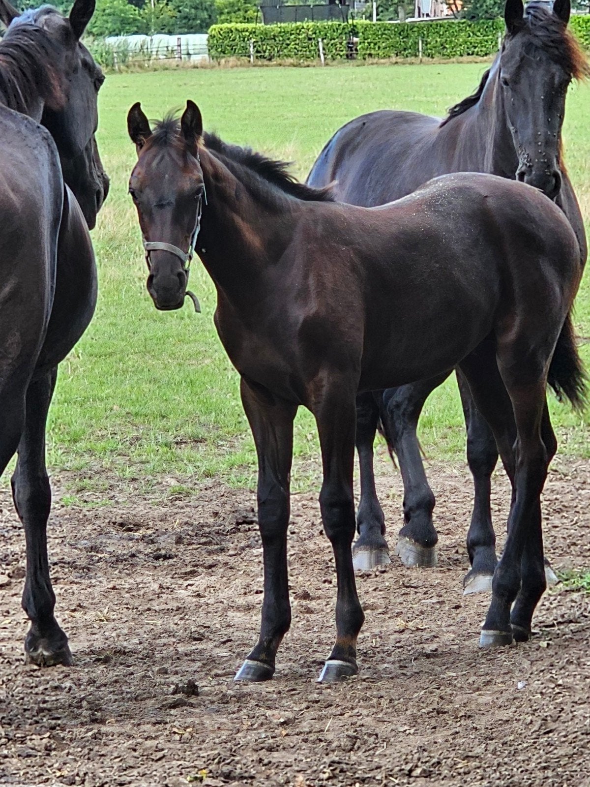mooi hengstveulen( catch me x toto's boy)zwart/bruin kwpn, Minder dan 160 cm, Met stamboom, Niet van toepassing, Dressuurpaard