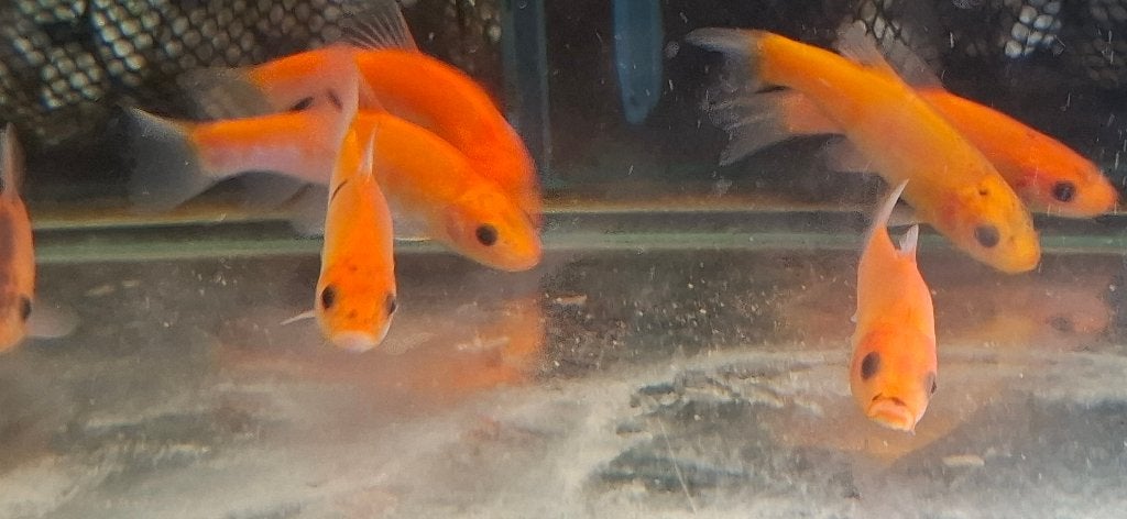 Goudzeelt 12/15 CM (Tinca tinca auratus), Overige soorten