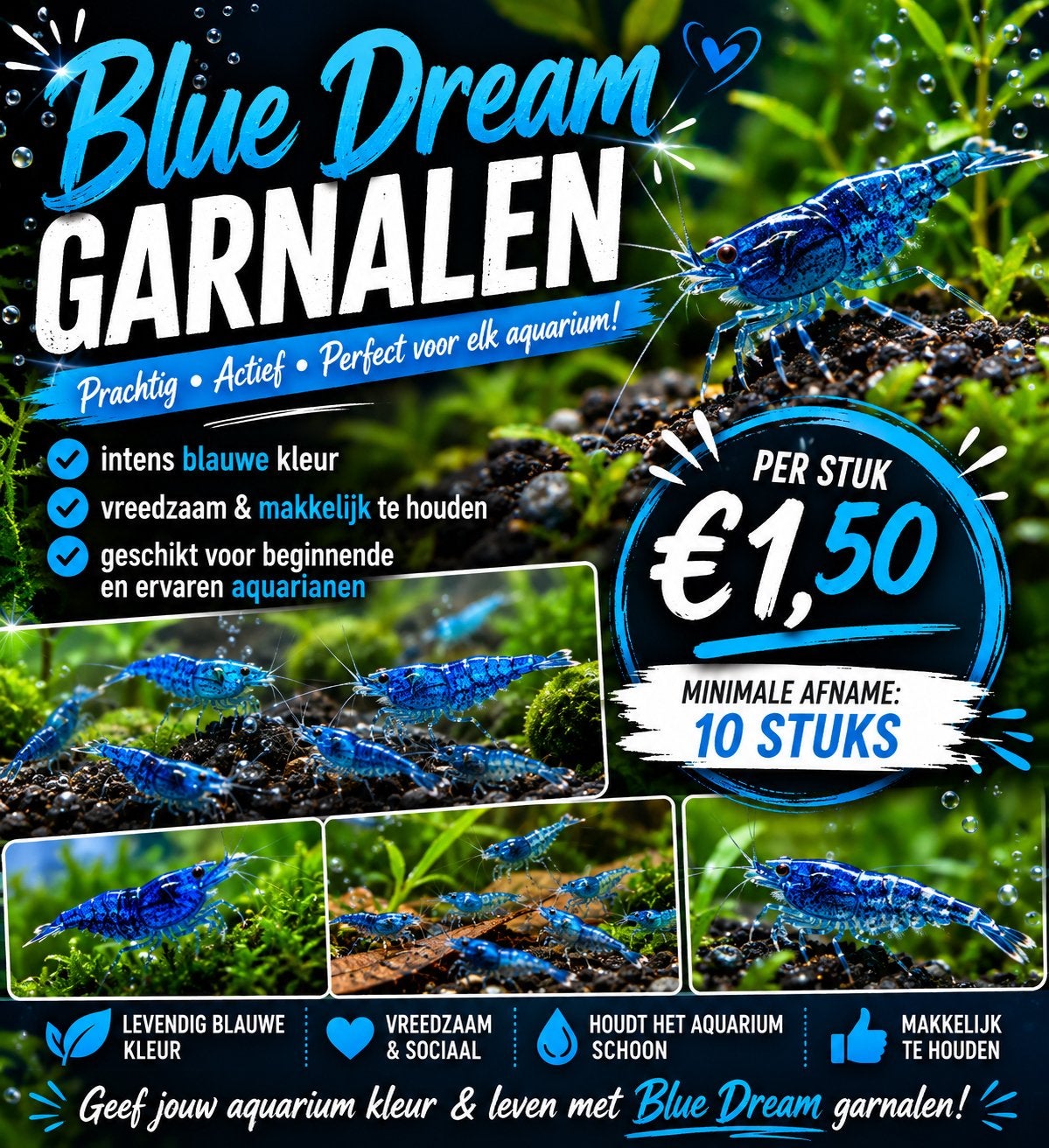 Prachtige blue dream garnalen, Kreeft, Krab of Garnaal