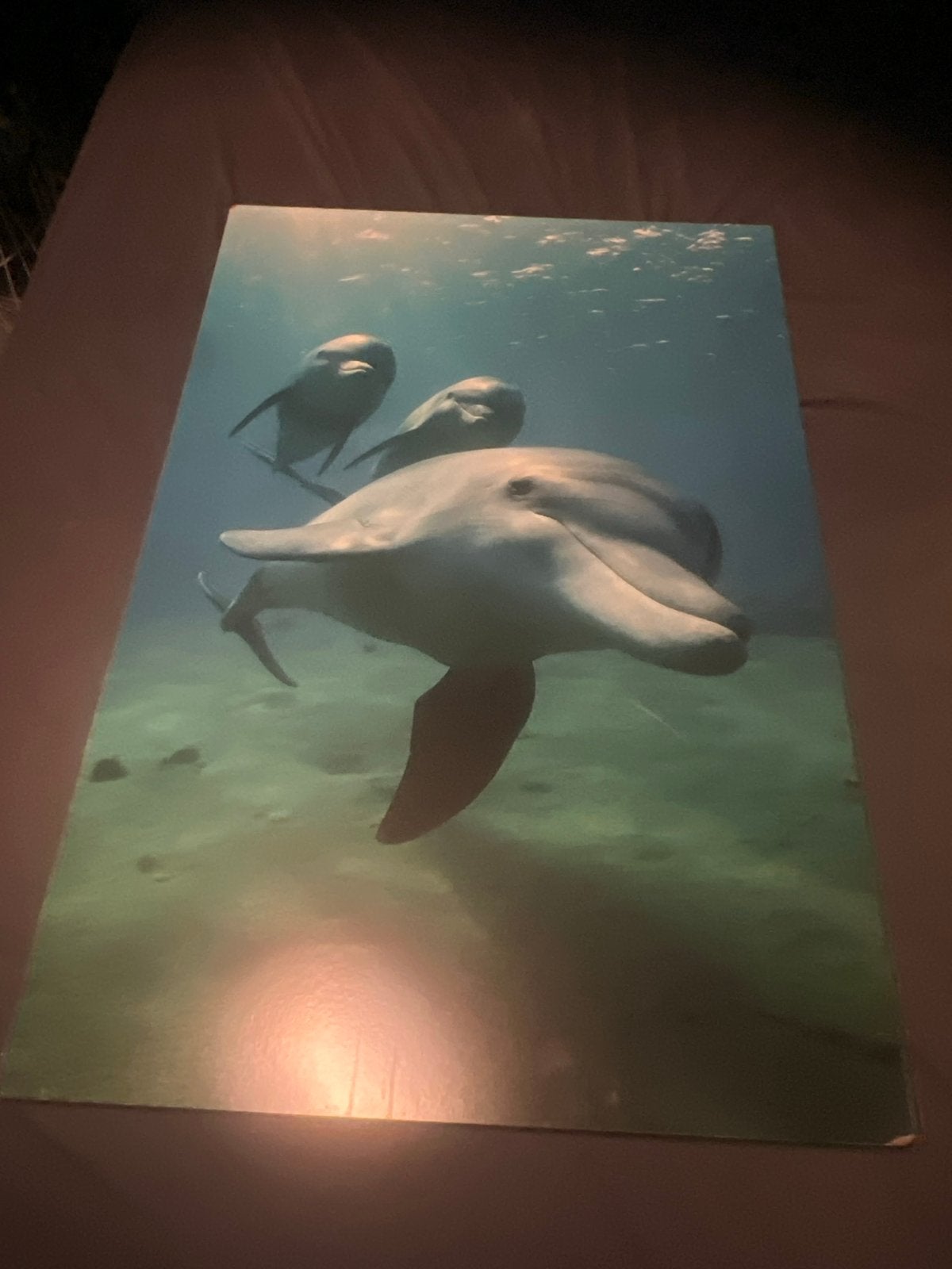 Dolfijnen onder water - Foto/Poster, Ophalen, 50 – 75, Gebruikt, Foto of Poster