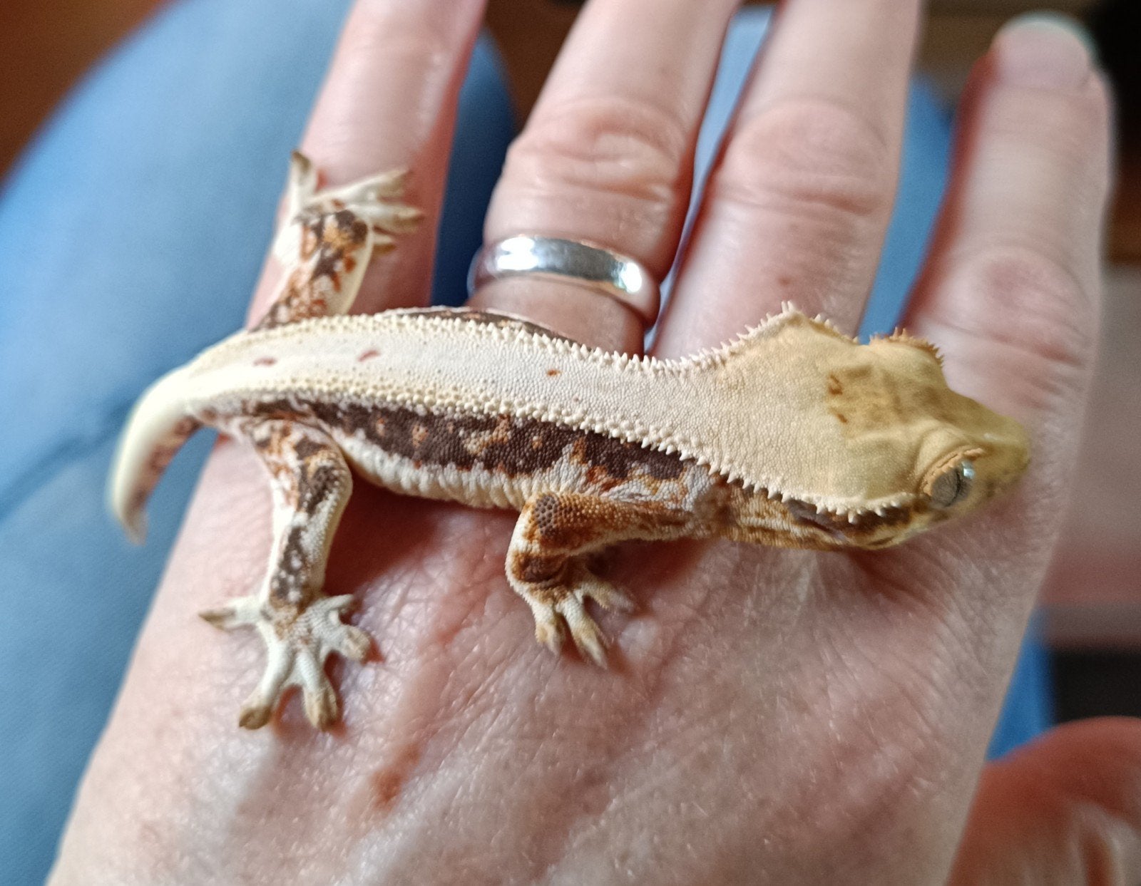 Wimpergekko mannetje Lillywhite Crested Gecko - male for sale from Sabrina