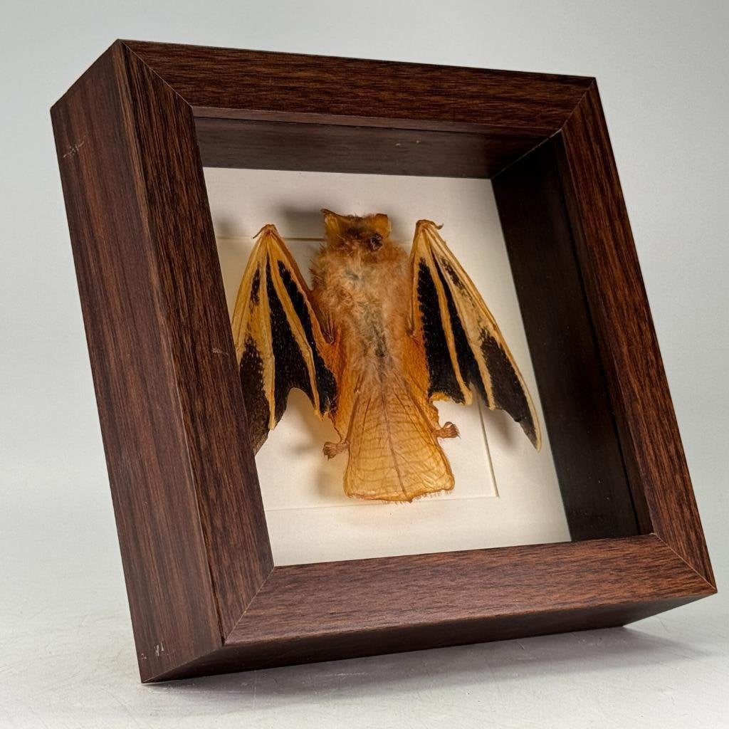 Opgezette vleermuis Kerivoula picta in luxe lijst - 16x16 cm, Ophalen of Verzenden, Nieuw, Overige soorten, Opgezet dier