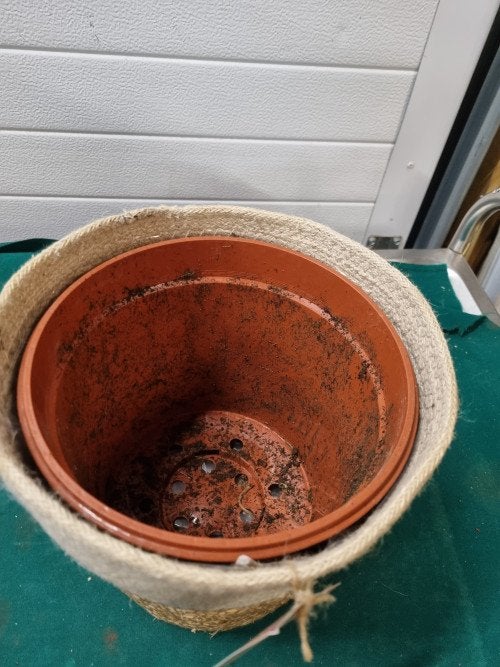 planten mand terima kasih, Ophalen of Verzenden, 'T Olde Gre-j, Info@toldegrej.nl, Endepoelstraat 20f Didam