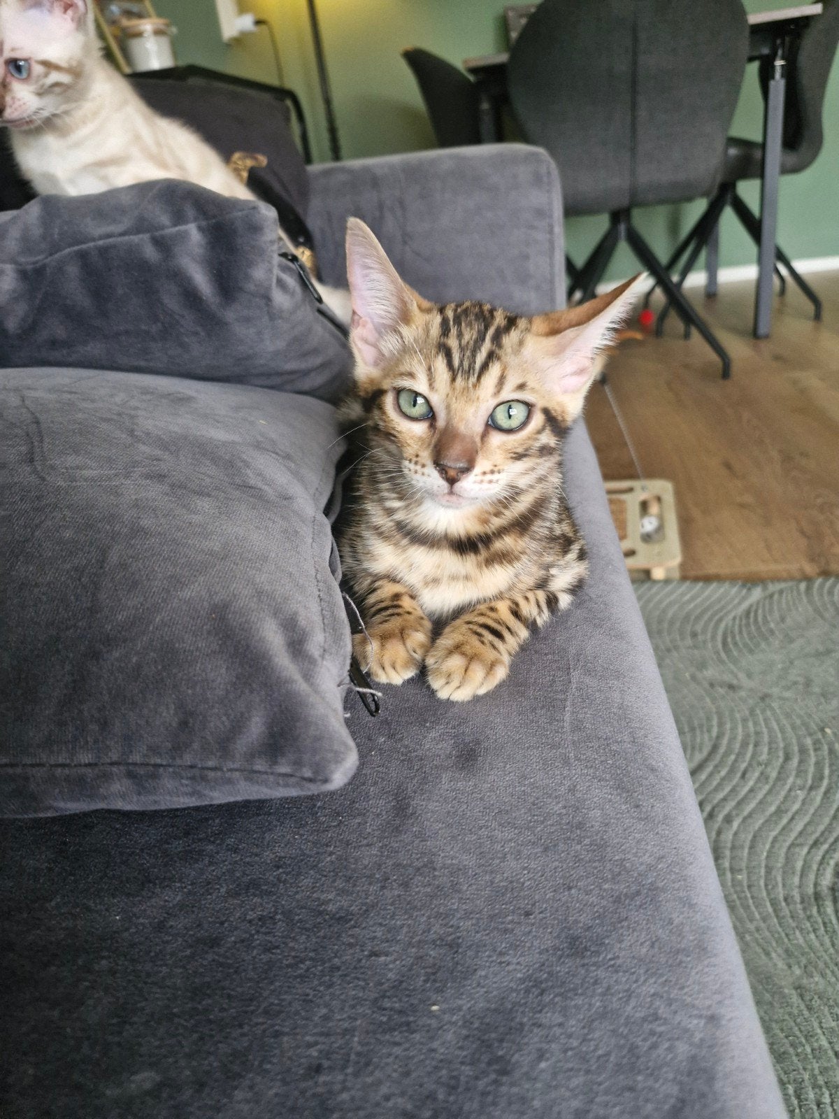 bengaal kitten, Dieren en Toebehoren, Katten en Kittens | Raskatten | Korthaar, Meerdere dieren, Gechipt, 0 tot 2 jaar