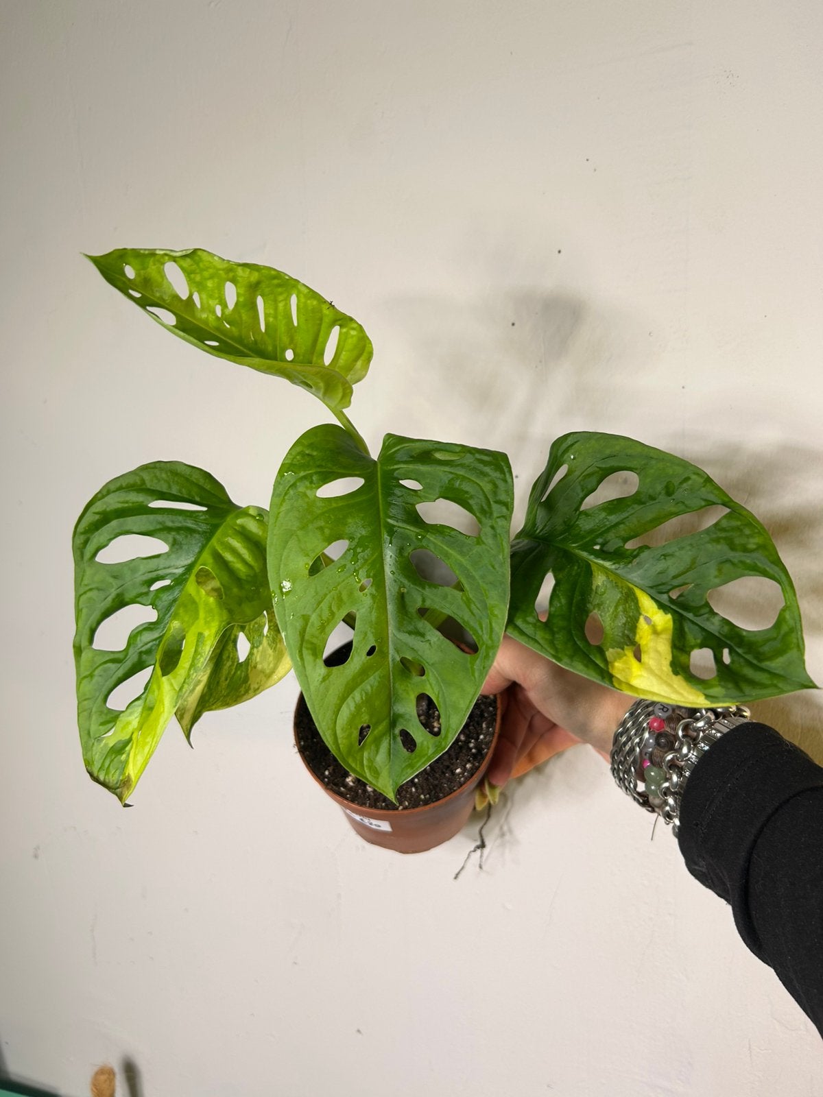Monstera adansonii Aurea - Zeldzame Variegata, Huis en Inrichting, Kamerplanten, Overige soorten, In pot, Minder dan 100 cm, Groene kamerplant