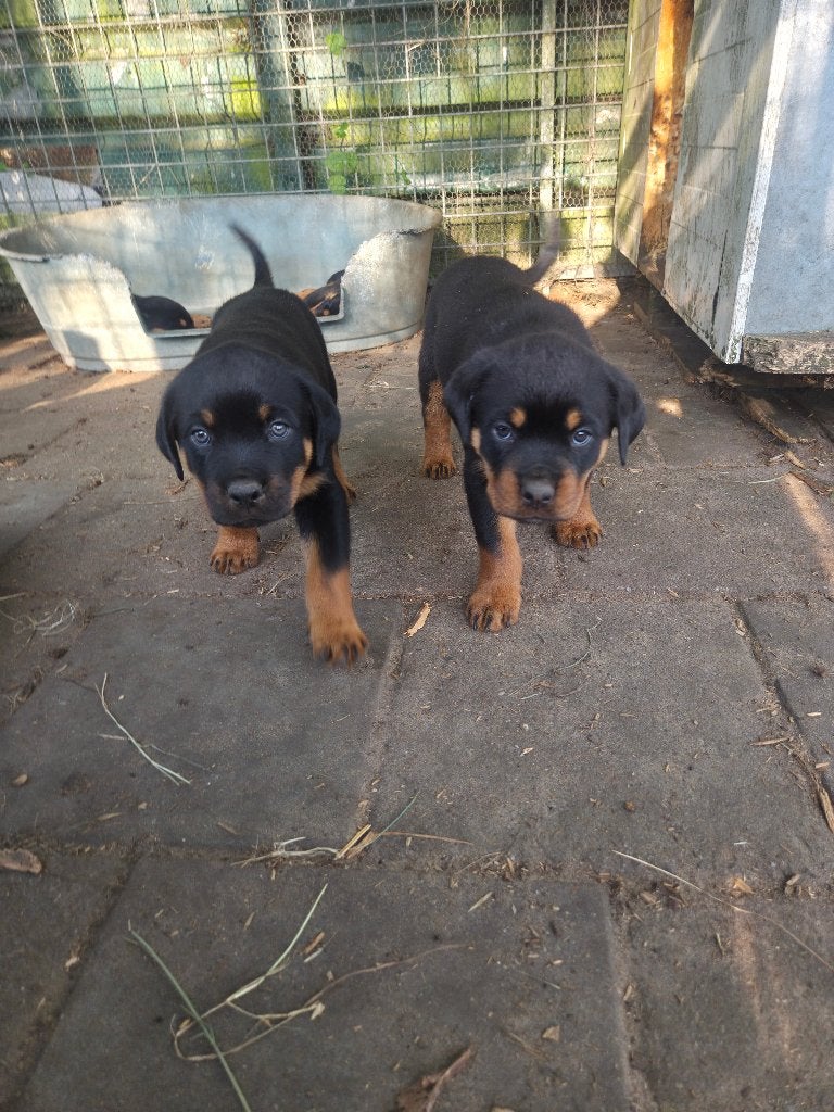 Rottweiler pups mogen nest verlaten, Dieren en Toebehoren, 8 tot 15 weken, Groot, Meerdere, Meerdere dieren