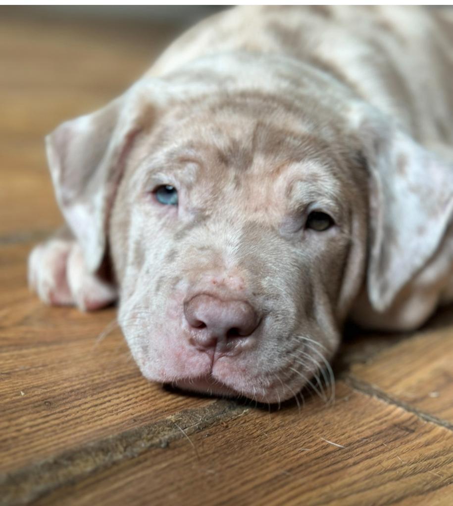 Bully XL pup merle lilac, Dieren en Toebehoren, Honden | Bulldogs, Pinschers en Molossers, Reu, Bulldog, Particulier, Eén hond