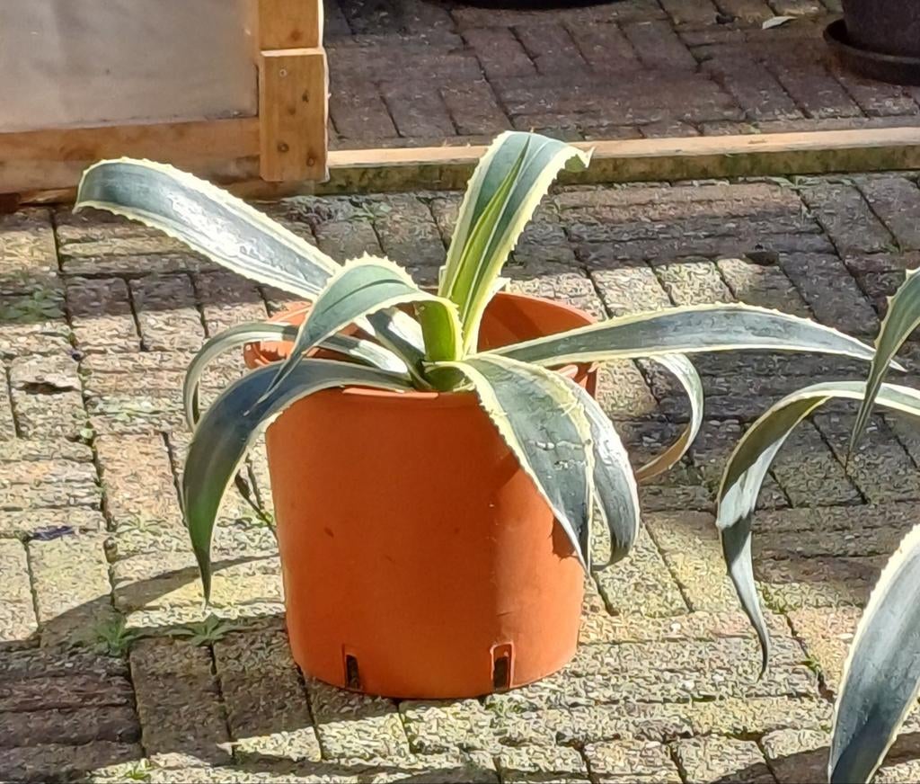 Agave, blad +/- 29 cm, Ophalen, Bloeit niet, Overige soorten, Volle zon