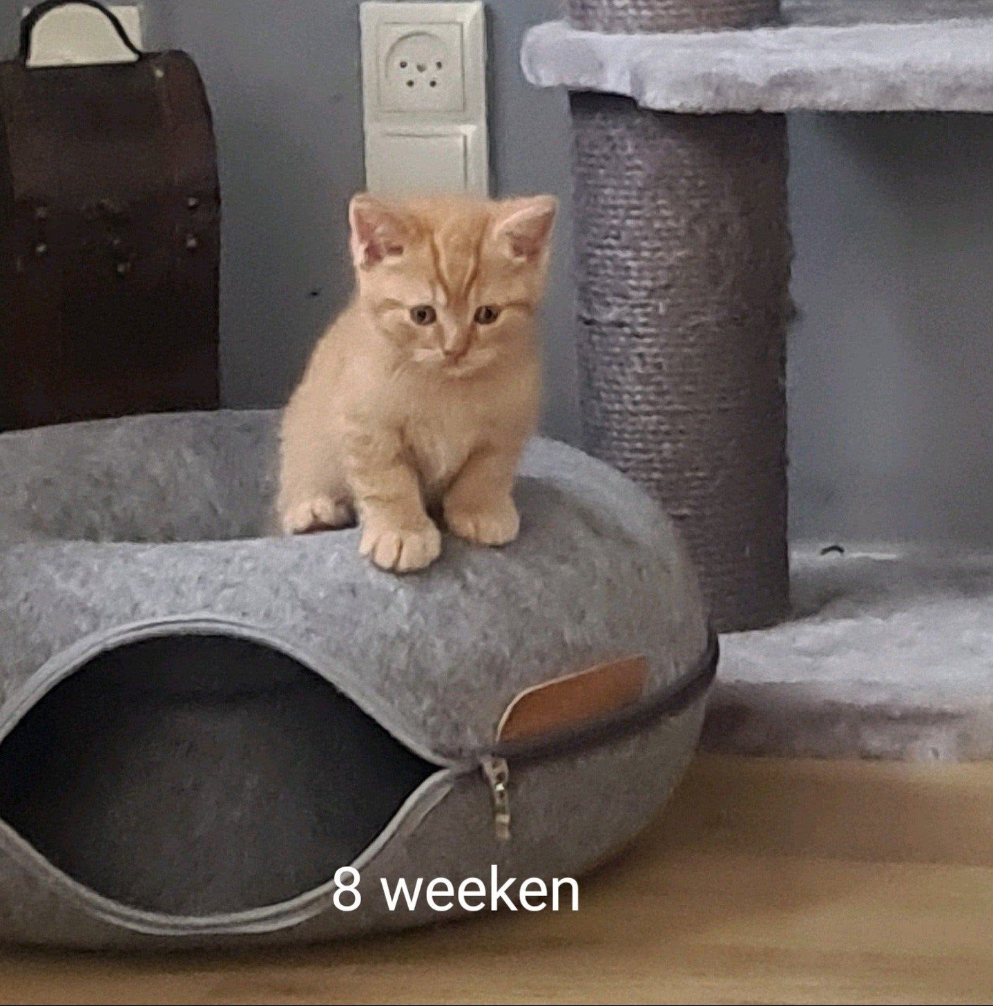 Raszuivere Britse Korth.-100% vakantieprijs laatste kans!!!, Dieren en Toebehoren, Katten en Kittens | Raskatten | Korthaar, Meerdere dieren