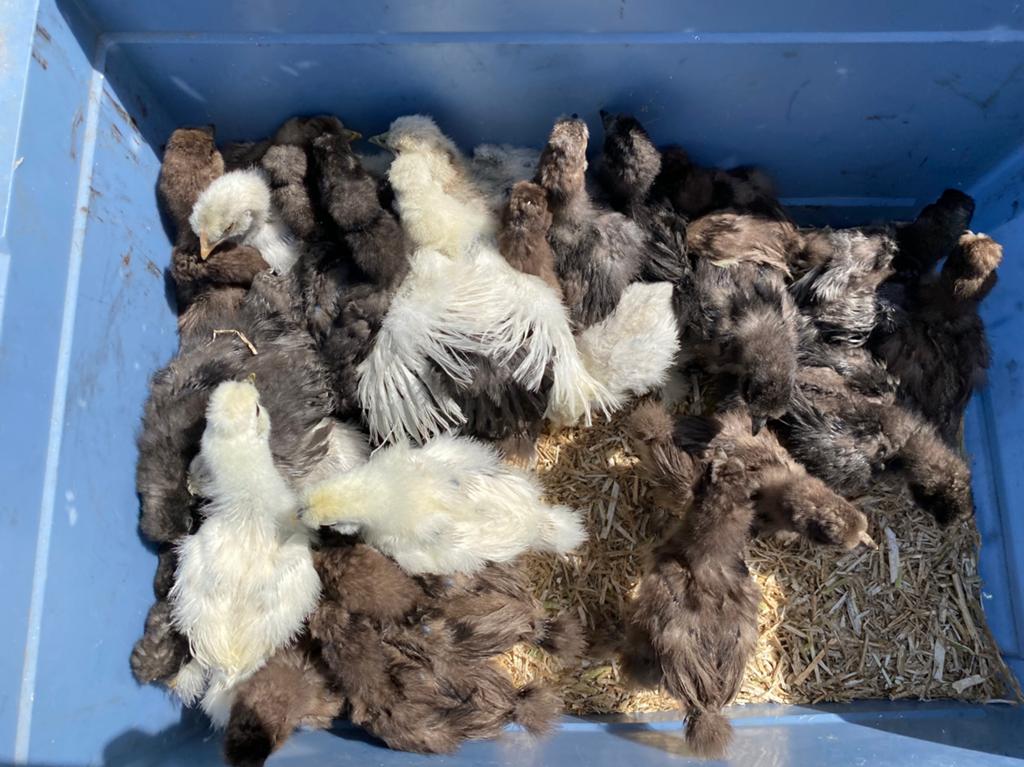 Zijdehoen kuikens EU type groot en kriel, Dieren en Toebehoren, Geslacht onbekend, Kip