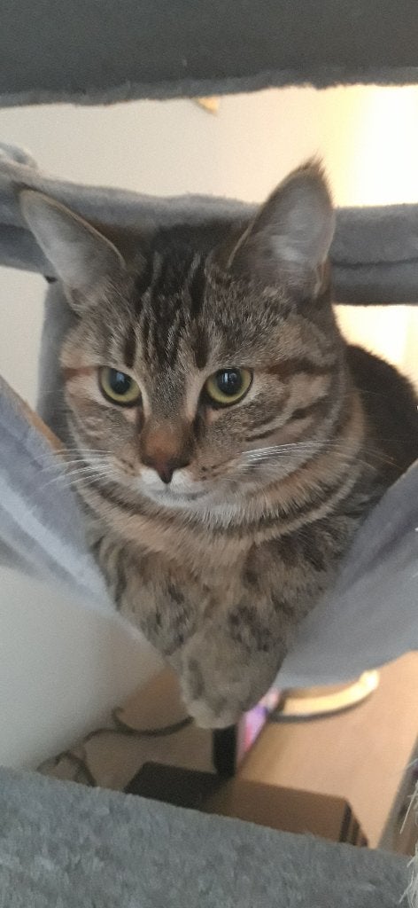 Katten te koop, Poes, Kortharig, 6 jaar of ouder