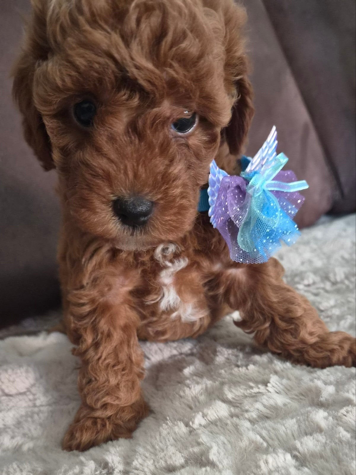 toy poedels, Poedel, 8 tot 15 weken, Meerdere dieren, Eén hond