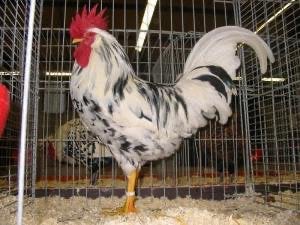 TE KOOP BONTE LEGHORN HAAN, Dieren en Toebehoren, Pluimvee, Mannelijk, Kip