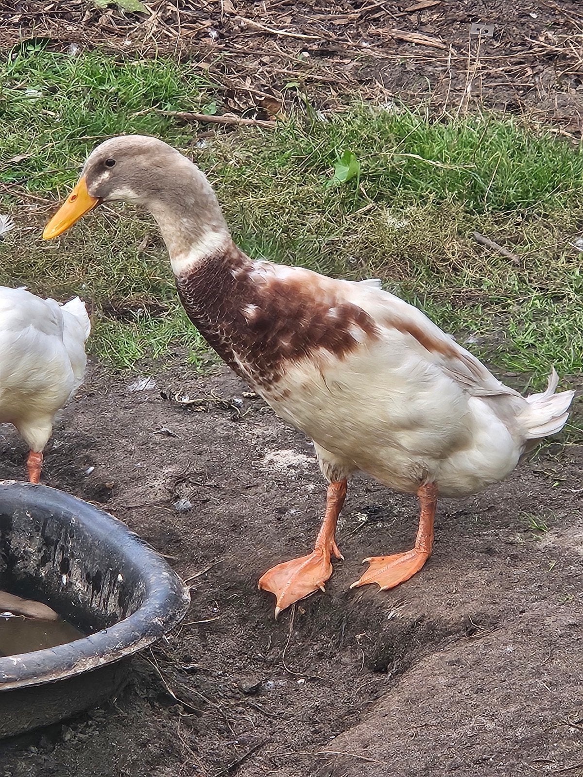 loopeenden 2x man gratis, Dieren en Toebehoren, Meerdere dieren, Eend