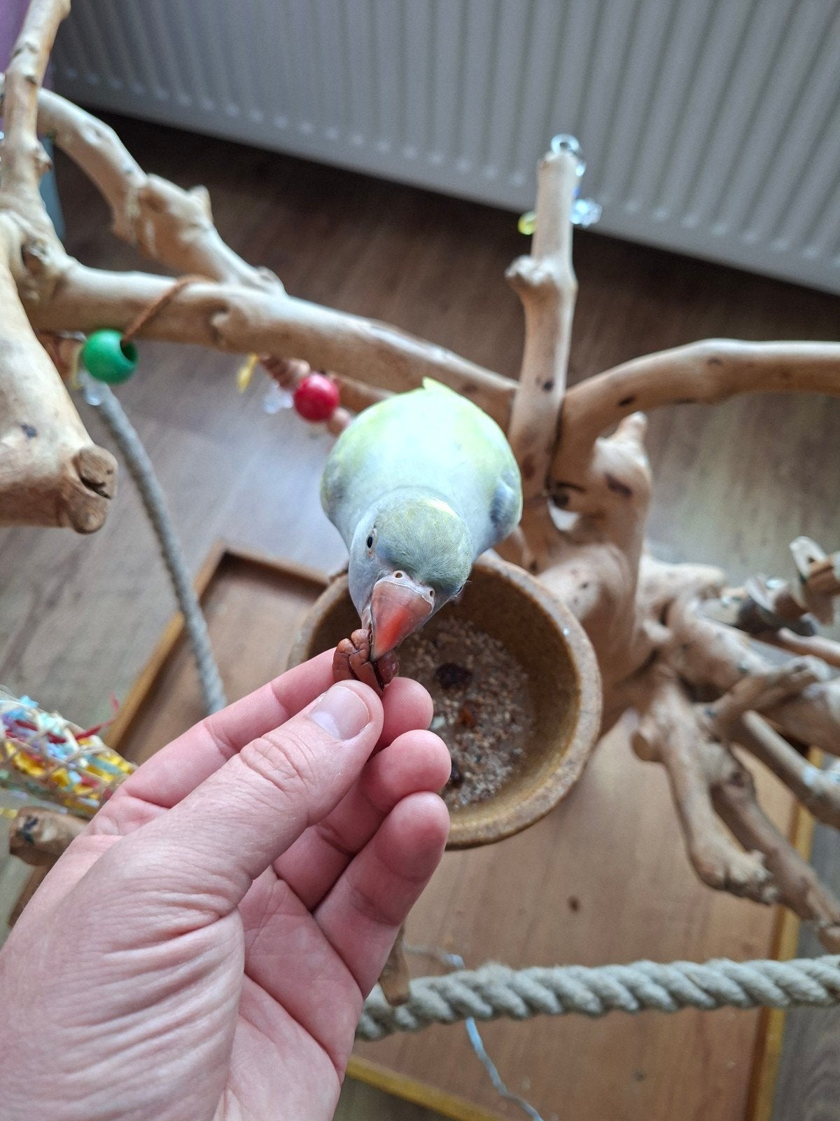 Super tamme halsbandparkiet, Dieren en Toebehoren, Geslacht onbekend, Parkiet, Tam