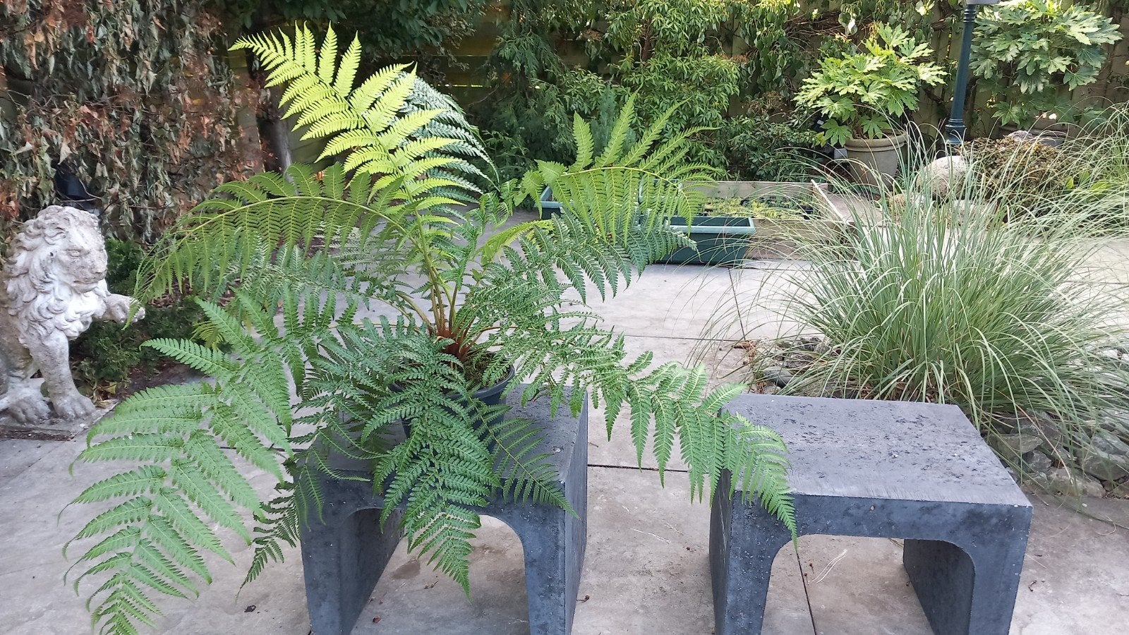 Dicksonia antarctica boomvaren, Ophalen, Vaste plant, Overige soorten, Halfschaduw