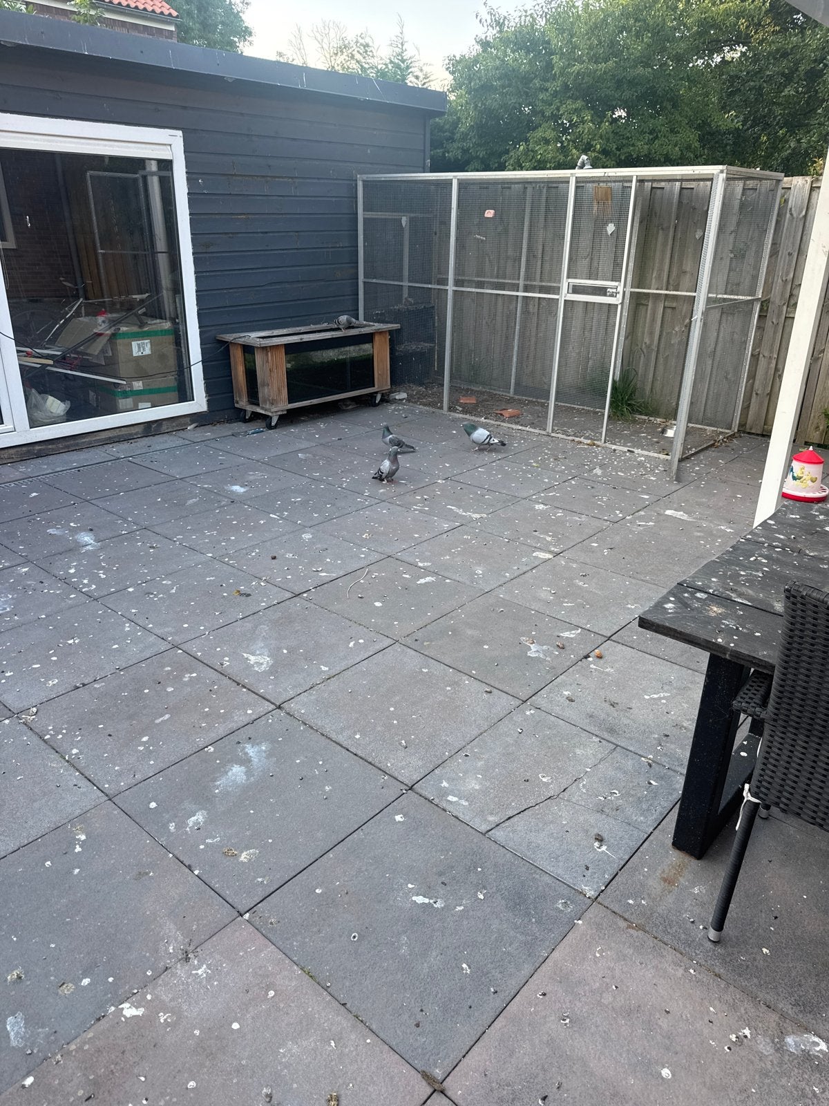 Gratis postduiven, Meerdere dieren, Postduif