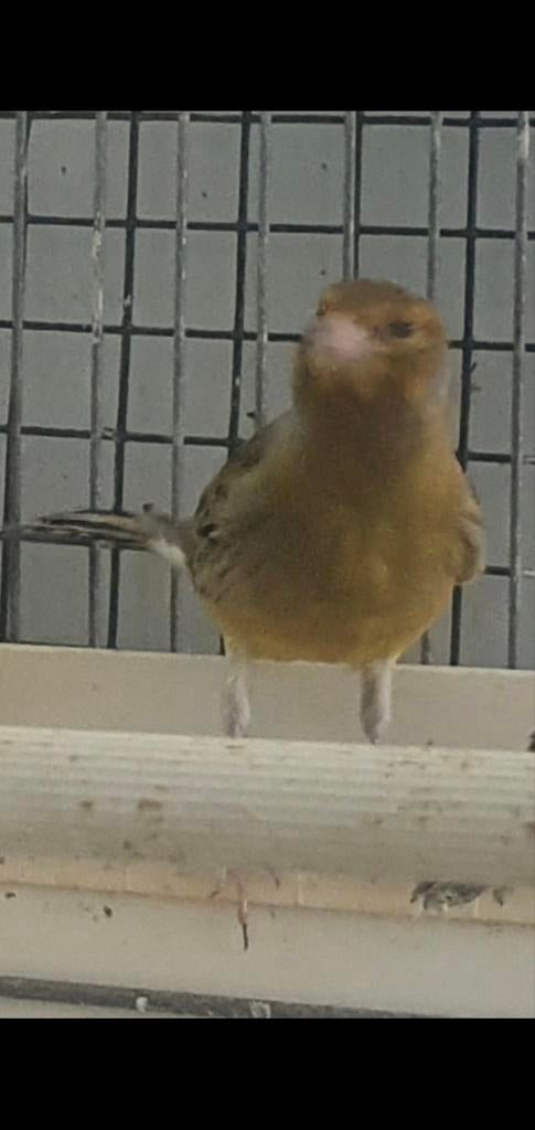 Kanarie man, Dieren en Toebehoren, Vogels | Kanaries, Mannelijk, Kleurkanarie