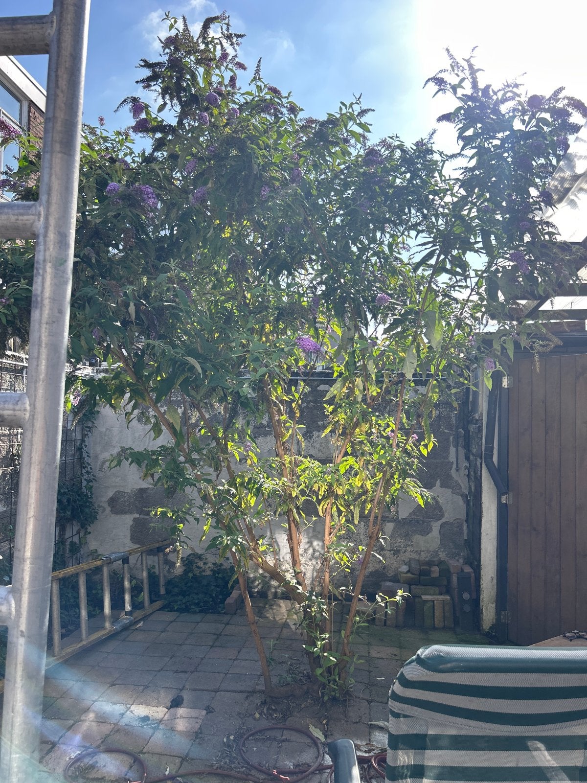 Grote Vlinderstruik (Buddleja davidii) gratis op te halen, Volle zon, Vaste plant, Zomer, Ophalen