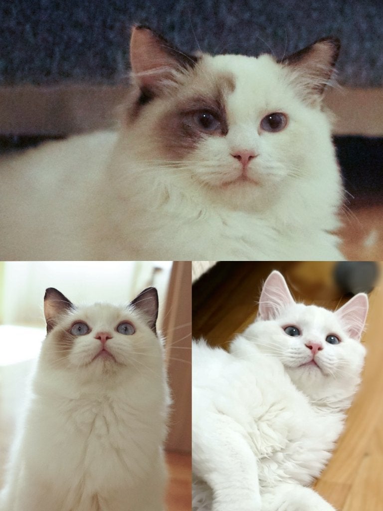 Mooie en unieke ragdoll kittens 2 vaccinaties, Dieren en Toebehoren, Kater, Gechipt, 0 tot 2 jaar