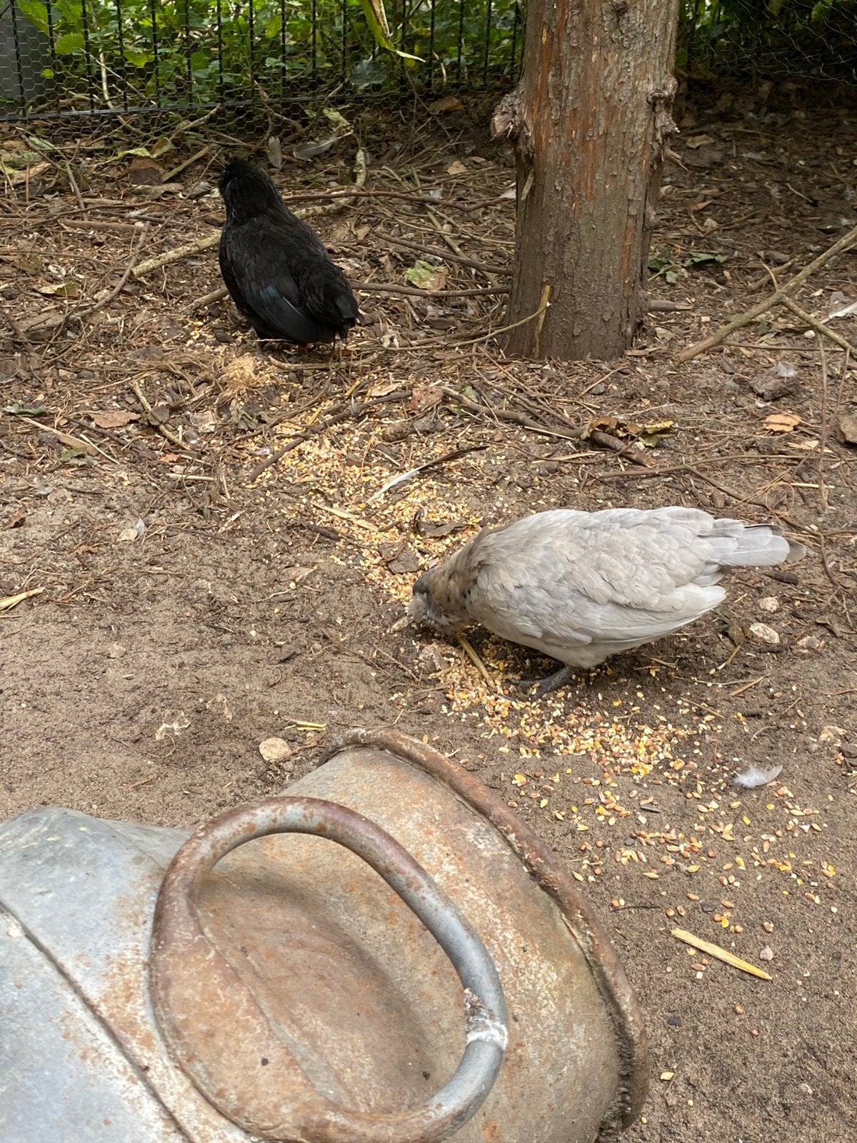 Watermaalse baardkriel kuikens hennen, Dieren en Toebehoren, Pluimvee, Meerdere dieren, Kip