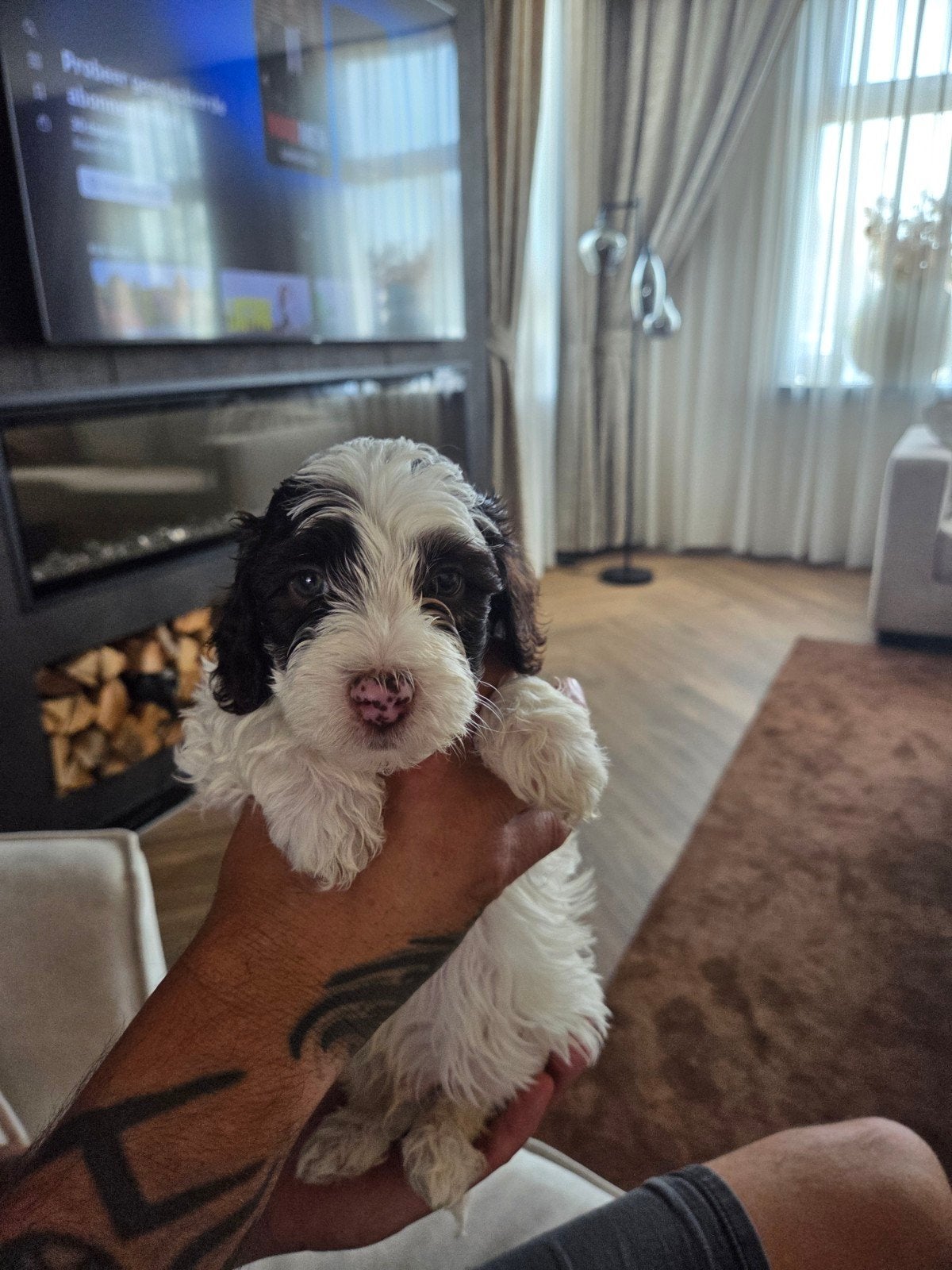 Pups te koop, Dieren en Toebehoren, Honden | Niet-rashonden, Parvo, 8 tot 15 weken, Meerdere, Meerdere dieren