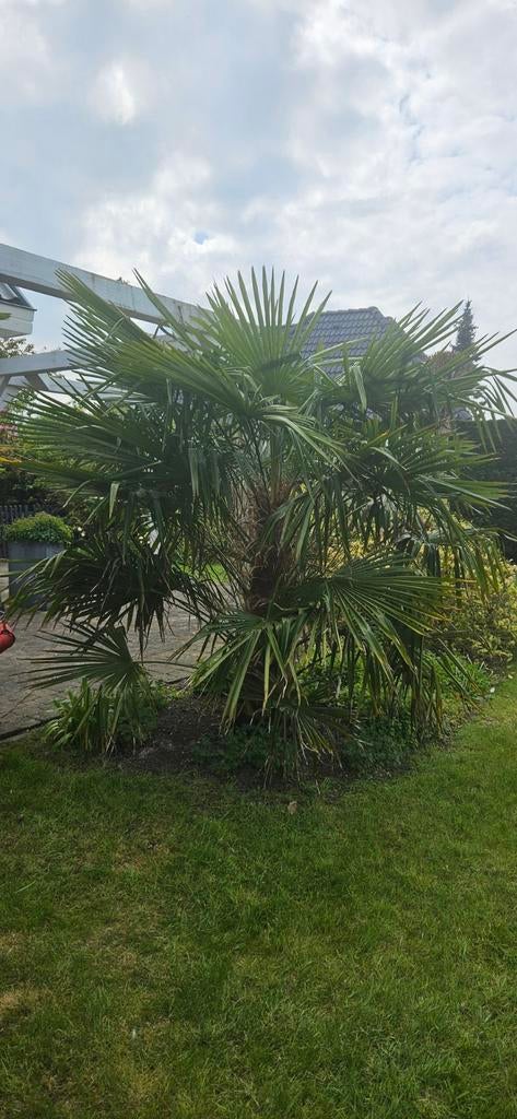 3x Winterharde Palmboom - Stamhoogte 1.20m, Ophalen, Overige soorten, Volle zon