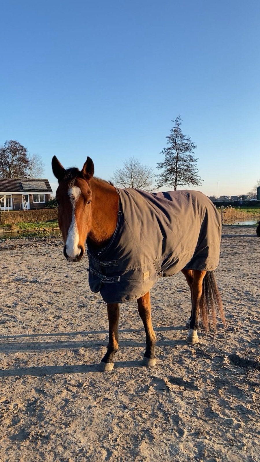 Coach paard / weidemaatje, Ruin, 160 tot 165 cm, Recreatiepaard, 7 tot 10 jaar