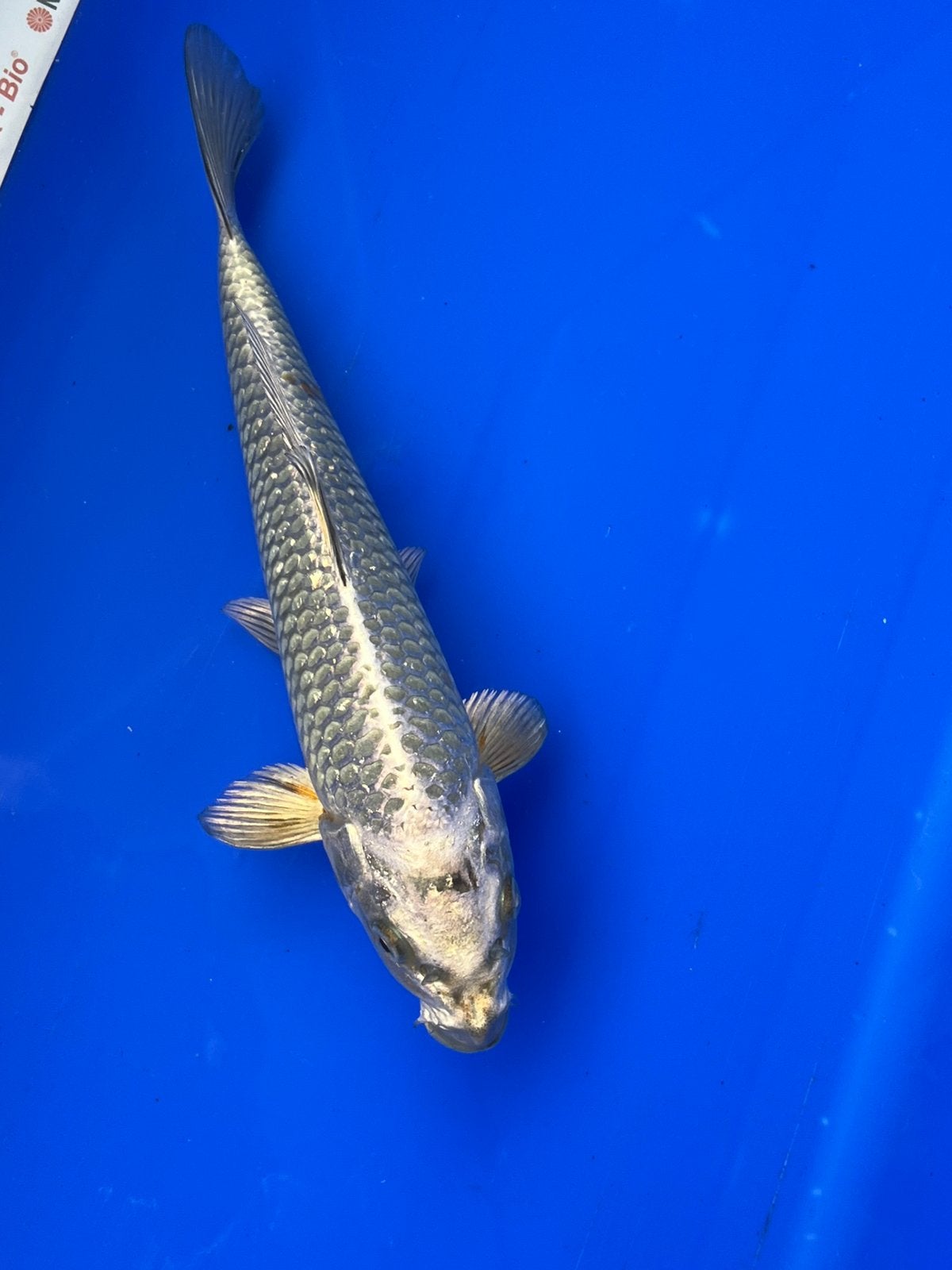 Mukashi ogon, Karper of Koi