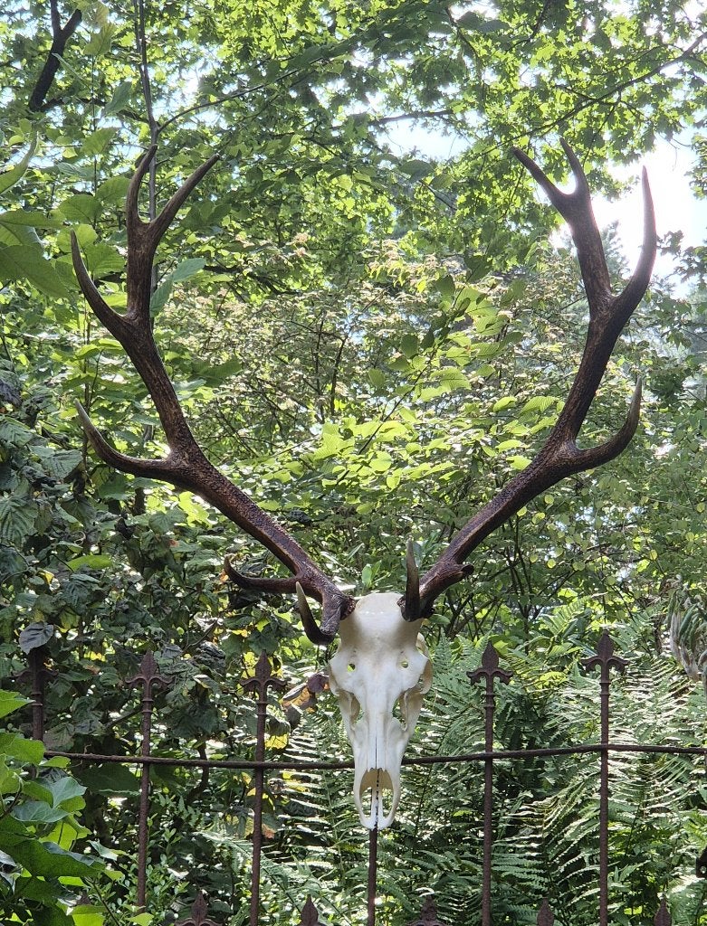 Mooi groot edelhert gewei Jacht Mancave taxidermie k11, Ophalen, Gebruikt, Hert, Gewei of Kop