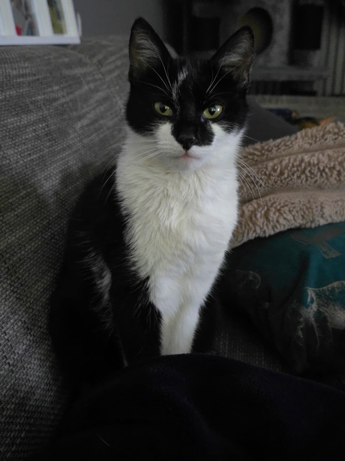 Lieve Eluna zoekt veilig thuisje, Poes, Kortharig, 0 tot 2 jaar