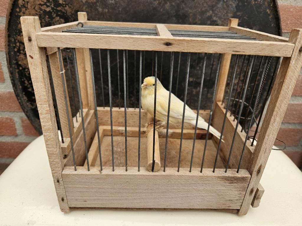 opgezette kanarie in oud kooitje voor in kolenmijn., Verzamelen, Dierenverzamelingen, Verzenden, Nieuw, Vogel, Opgezet dier