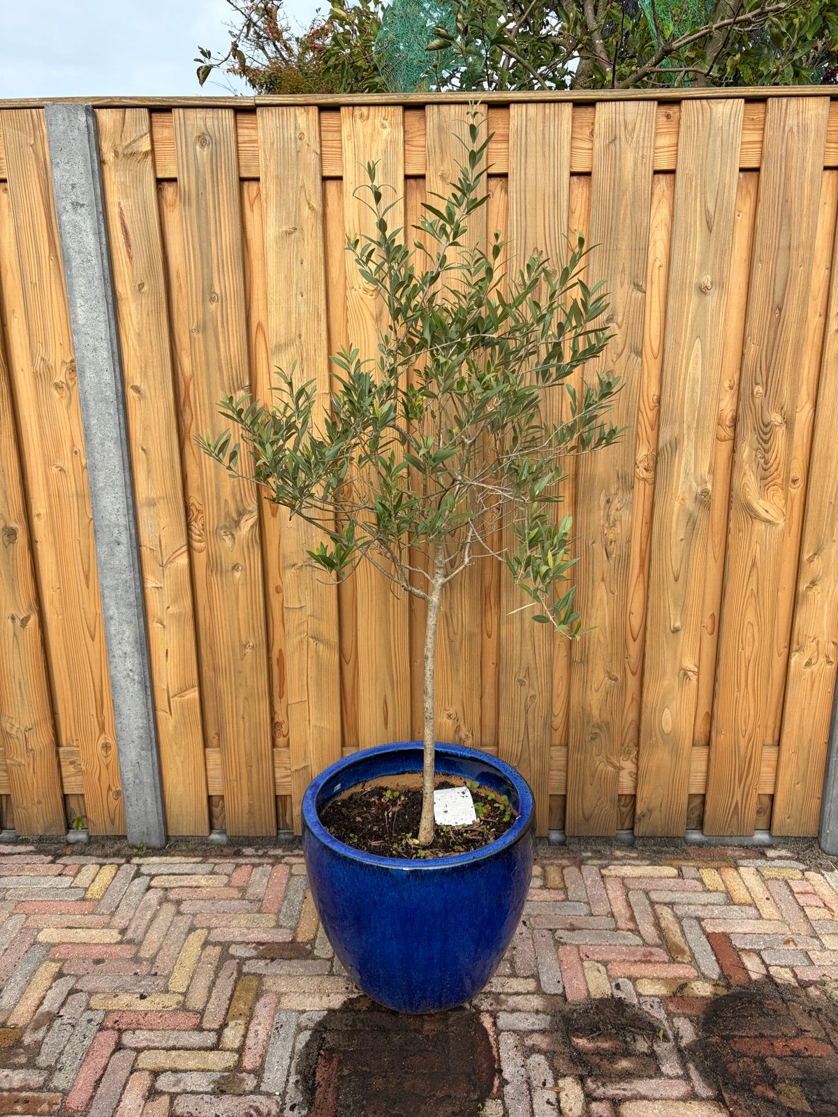 Olijfboom in pot - ca. 170cm hoog, Volle zon, Vaste plant, Bloeit niet, Ophalen