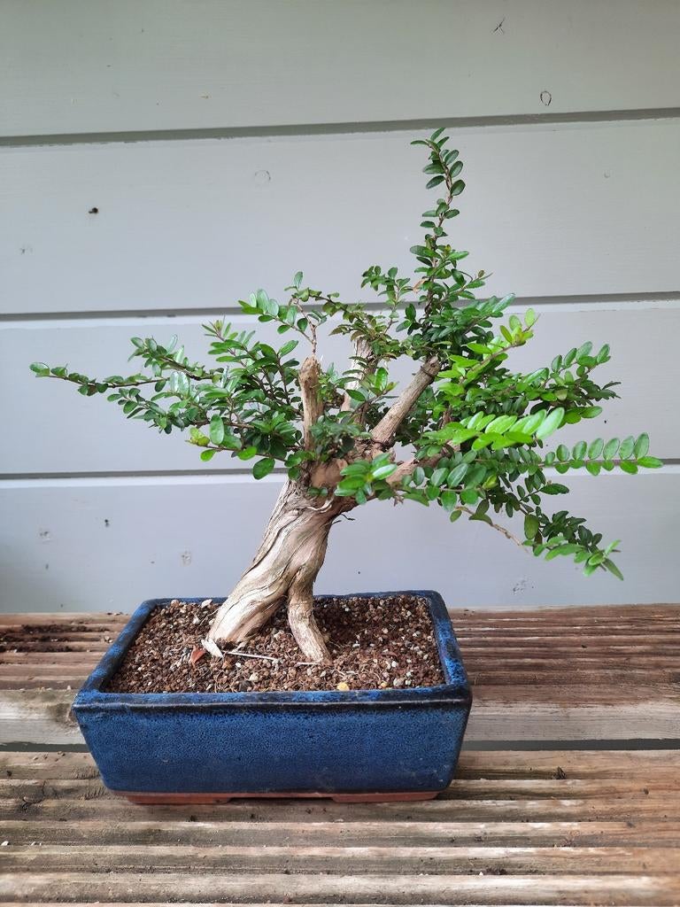 Bonsai Lonicera nitida, Ophalen of Verzenden