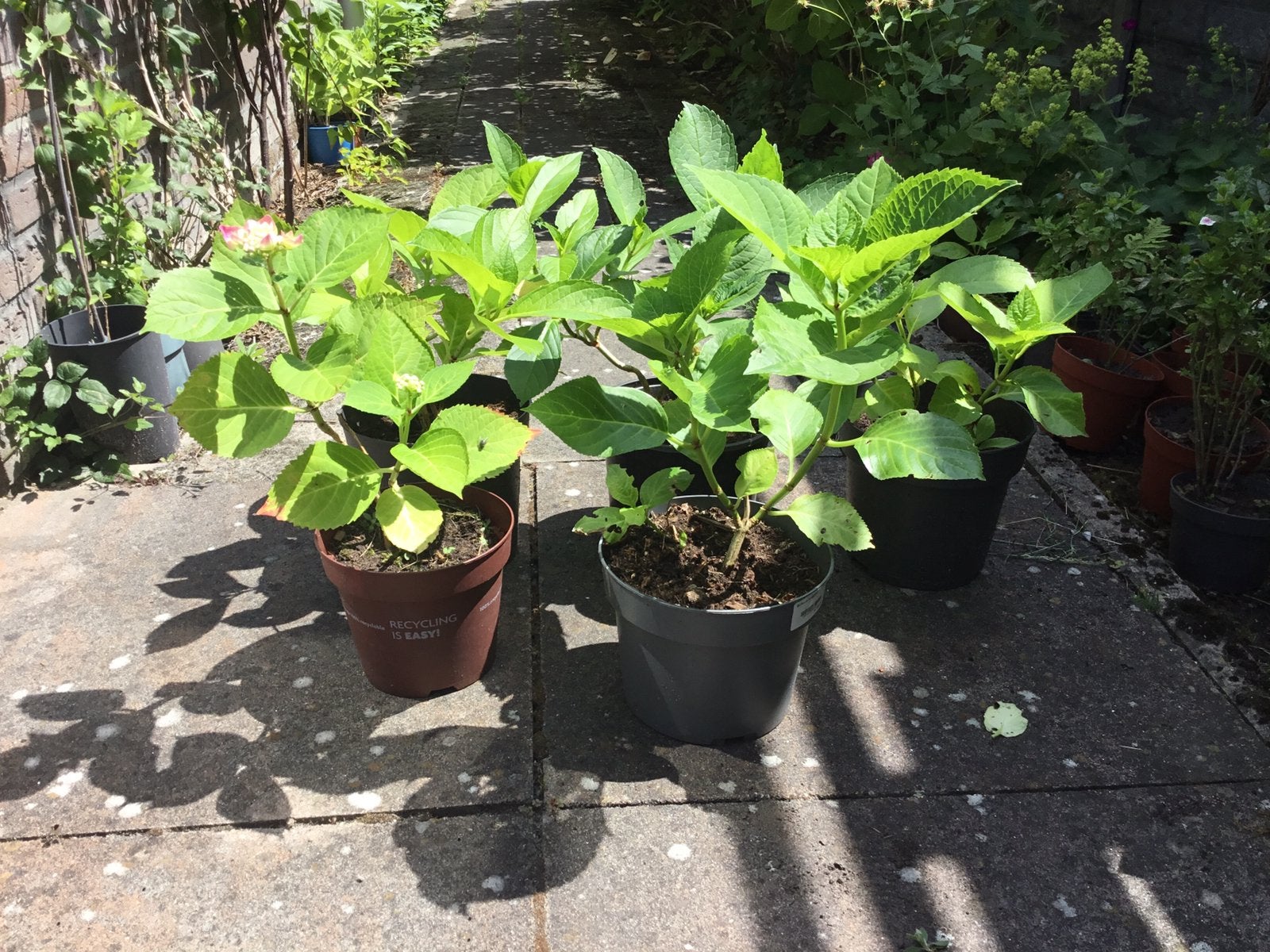 Hortensia’s,, Ophalen, Zomer, Overige soorten, Volledige schaduw