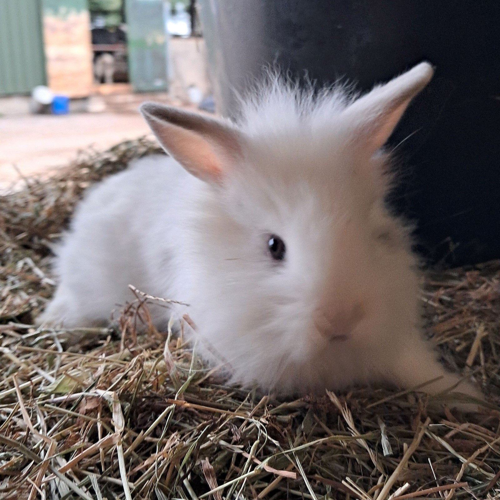 Tamme babykonijntjes leeuwenkopjes bruin en wit. Dwerg, Dieren en Toebehoren, Meerdere dieren, Dwerg, 0 tot 2 jaar