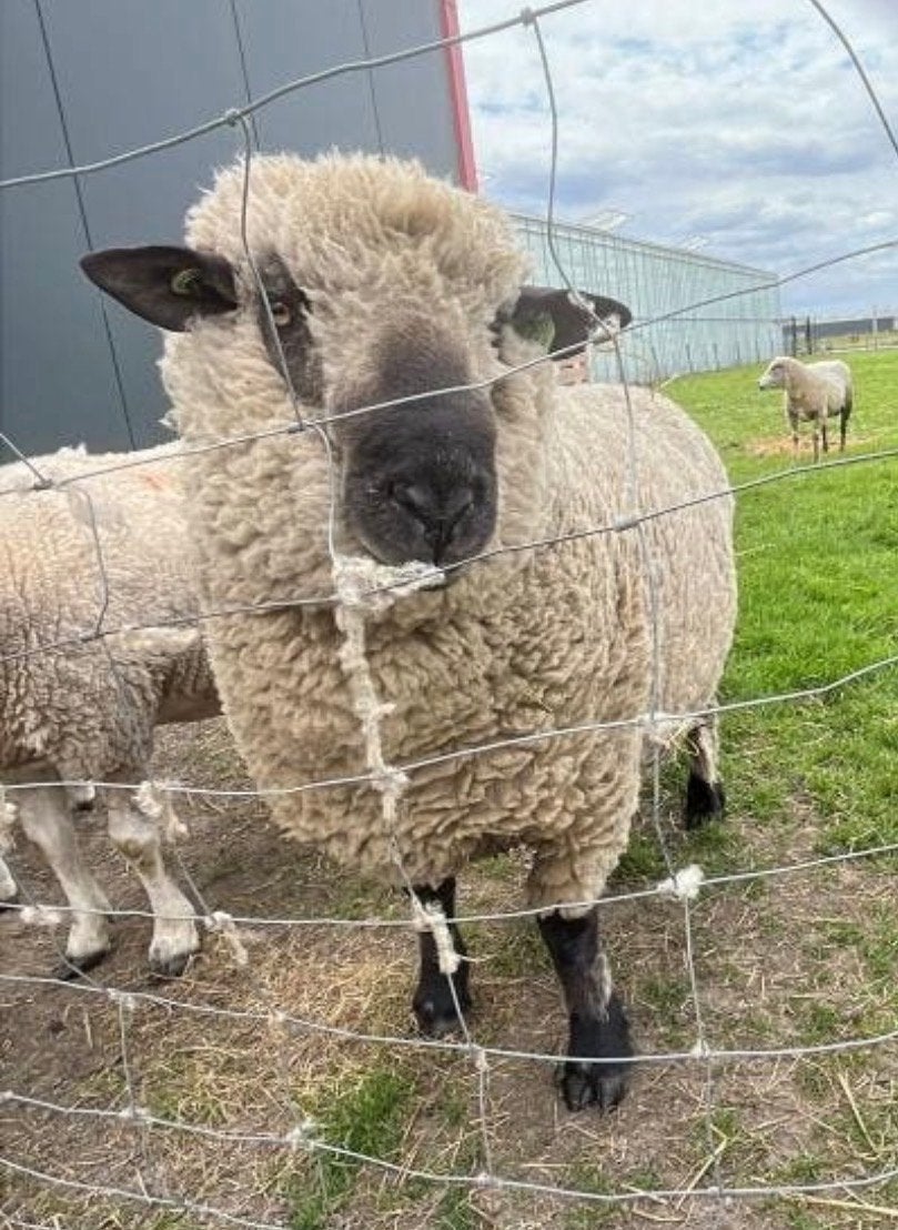 Mooie Hampshire Down ram, Mannelijk, Schaap