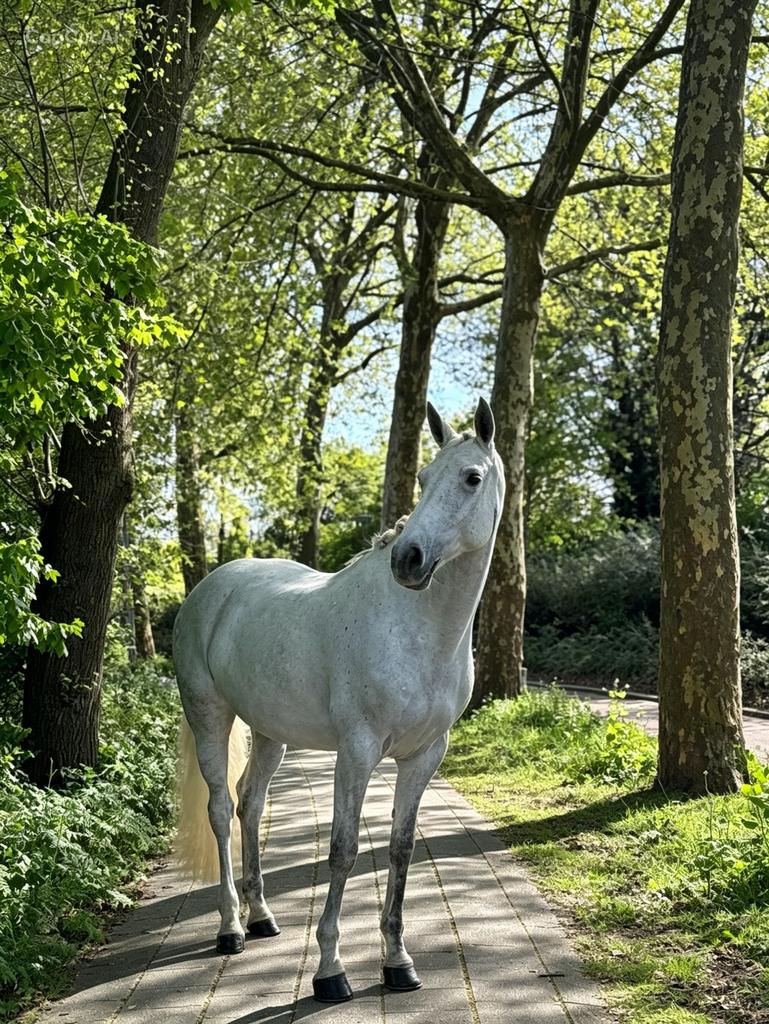 Talentvolle Westfaalse schimmel merrie 9 jaar, Dieren en Toebehoren, Paarden, Merrie, Springpaard, L, 7 tot 10 jaar
