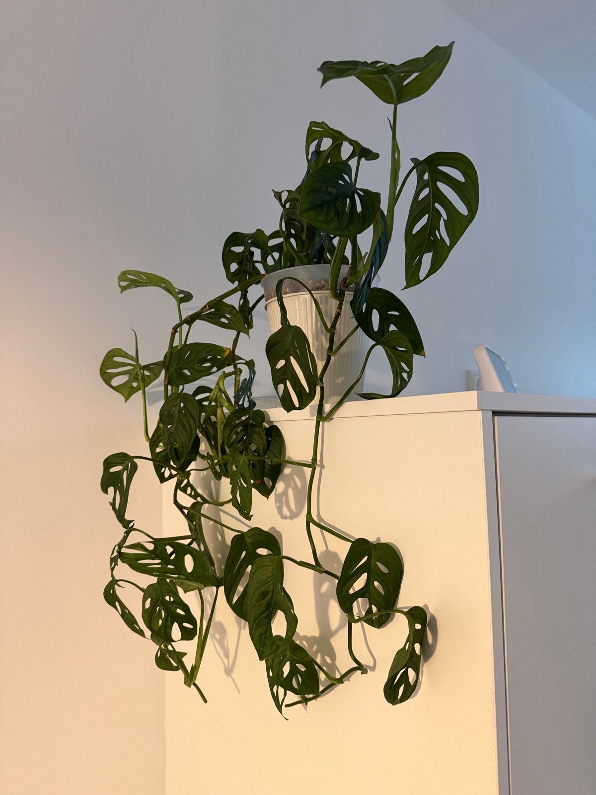 Monstera Adansonii (Apenblad) - Grote Kamerplant, 100 tot 150 cm, Overige soorten, In pot, Groene kamerplant