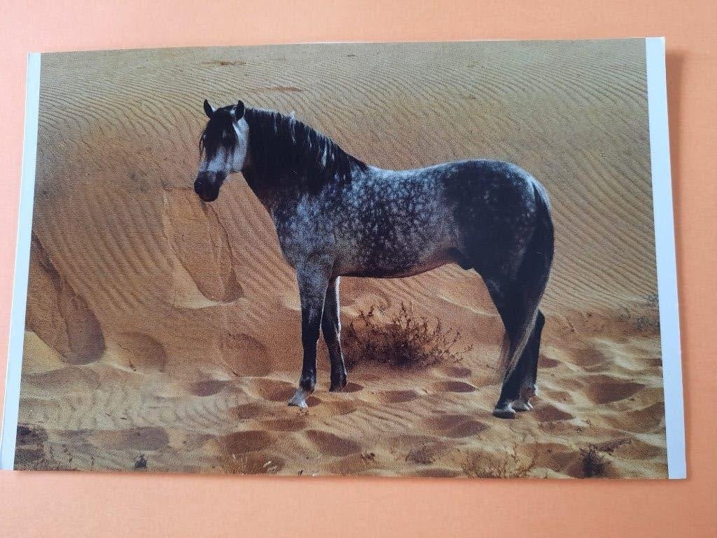 ansichtkaart kaart paard veulen, Verzamelen, Ophalen, 1980 tot heden, Ongelopen, Paard