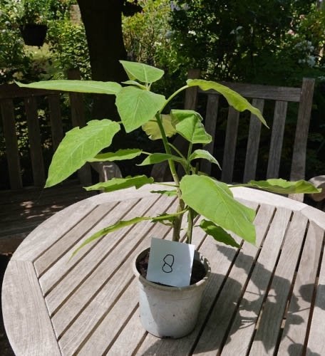 kuipplanten, Brugmansia, Vaste plant, Halfschaduw, Zomer, Ophalen