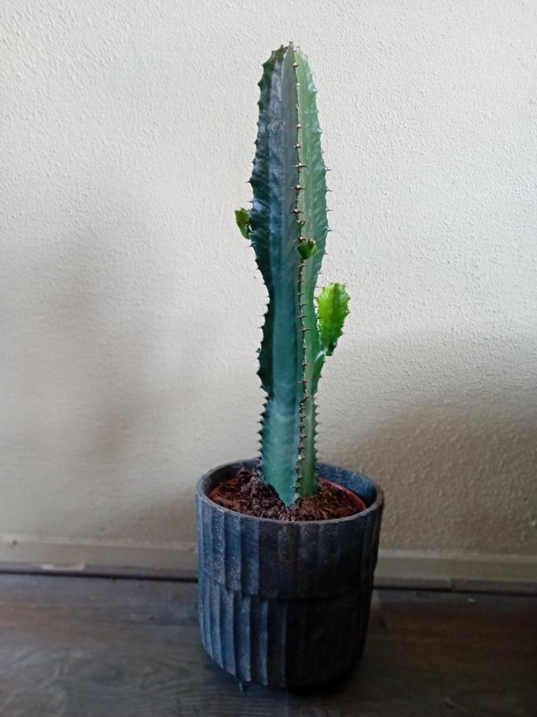 Cactus Euphorbia in Pot - Makkelijk te Onderhouden, Ophalen, Minder dan 100 cm, In pot, Cactus